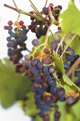 Red grapes on the vine