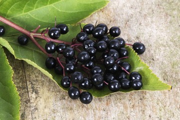 Elderberries on leaf