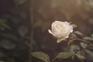 white rose bloomig