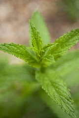 Fresh mint © superfood