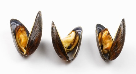 Three mussels