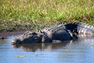 Obraz premium Wild Crocodile Sunbathing
