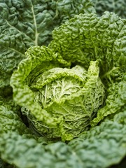 A savoy cabbage (close-up)