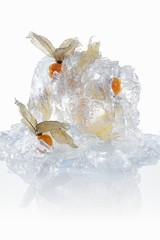 Physalis in a block of ice