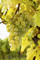 Green Veltliner grapes on a vine (Austria, wine growing region)