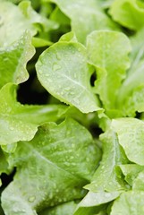 Wet lettuces (close-up)