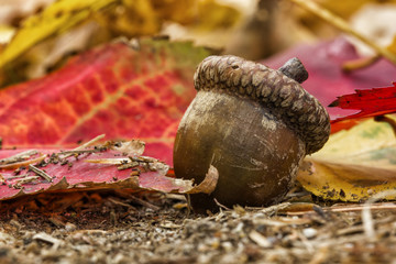 Acorn at fall
