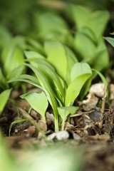 Ramsons (wild garlic) in a wood