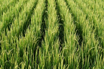 実り始めた田園風景／山形県の庄内地方で、稲が実り始めた田園風景を撮影した写真です。