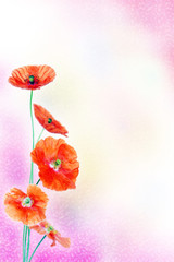 Bright background with red poppy flowers