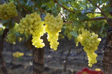 Green grapes on a vine
