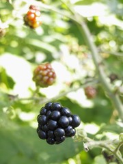 Blackberries on stalk