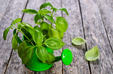 Fresh basil
