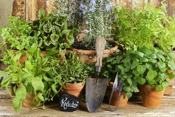 Various herbs in clay pots