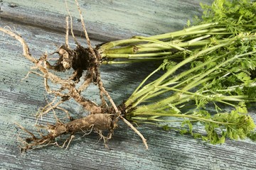 Wild carrots
