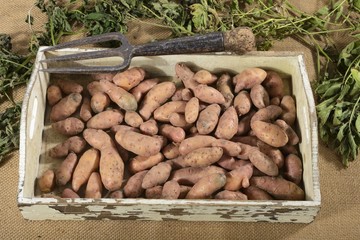 Angelner Zapfen potatoes on a wooden tray