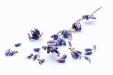 Lavender flowers (close up)