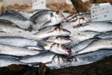 Fresh fish on a market stall