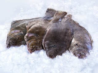 Fresh place and sole on ice