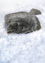 Fresh turbot on ice