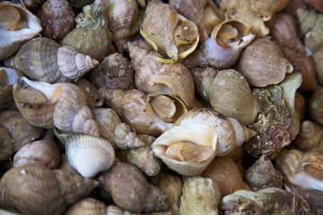 Fototapeta na wymiar Sea snails