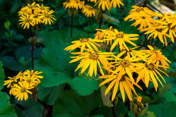 Flower Ligularia dentata orthello