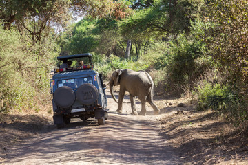 Naklejka premium lake manyara elefant