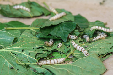 Silkworm eating fresh mulberry leaf.