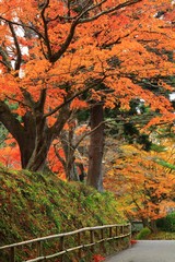 Fototapeta premium 世界遺産 岩手県平泉 紅葉の中尊寺