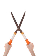 Grass shears  isolated