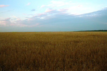Obraz premium Barley field
