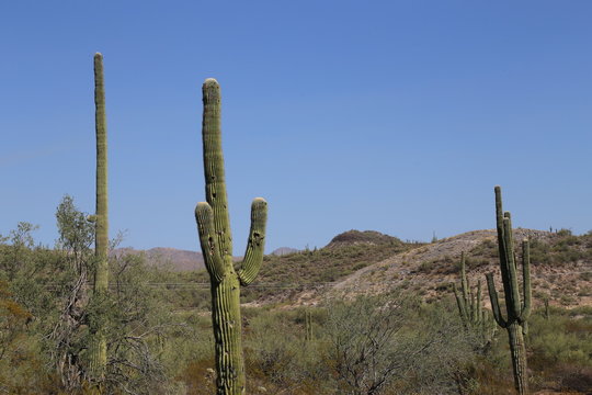 Cactus in Arizona © Fike2308