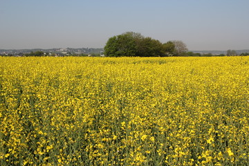 Obraz premium Rapsfeld