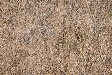 Drought Killed Grass