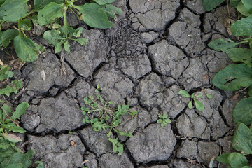 Plants in drought
