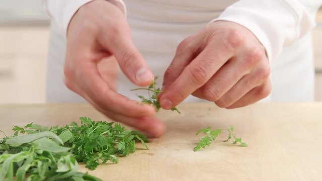 Chervil being torn