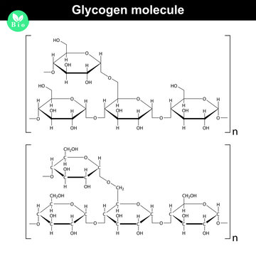 Glycogen molecule
