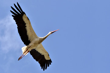 White stork in flight
