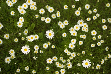 chamomile flowers