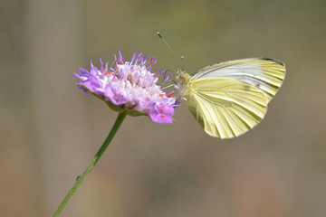 Butterfly feeding on flower