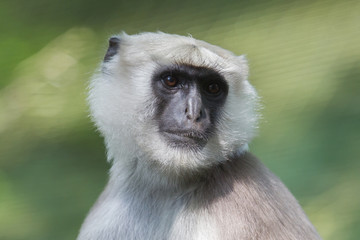 Grey Langur (Semnopithecus Schistaceus)