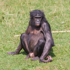 Adult bonobo