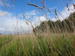 Obraz premium Поле с желто-зеленой травой и голубое небо с облаками в осенний солнечный день