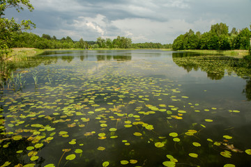 lake vegetation in summer