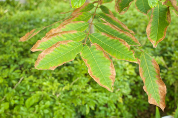 Leaf blight of Nephelium lappaceum or rambutan lack of potassium