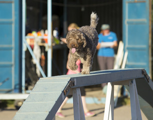 Dog agility in action. Image taken on a sunny day on a sandy track.