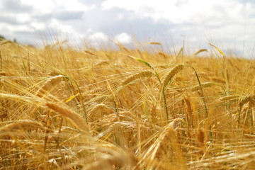 wheat field