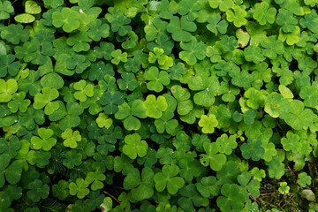 clover plants