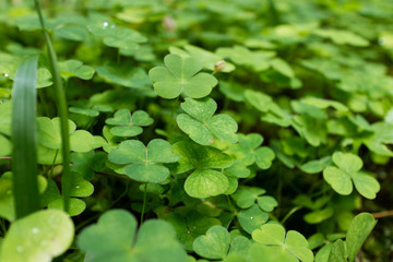 clover plants