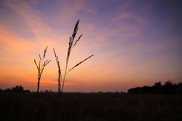 Obraz premium The grass was beautiful background